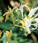 몸을 이롭게 하는 원예작물 - 103