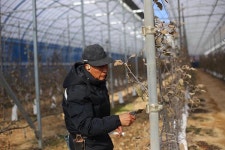 명인복(서울원예농협 대의원, 사과 명장) - 구요형 사과 재배 … 경영 효율·환경 보호 일석이조