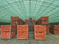 지역농산물 유통구조 이끌어가는 품목농협 - 전남서남부채소농협 산지유통센터