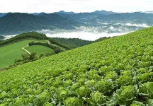 지역농산물 유통구조 이끌어가는 품목농협 - 대관령원예농협