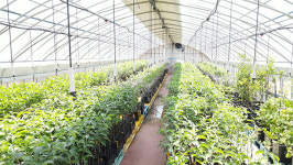 [특별기획⑨-FTA 시대, 농업 경쟁력 다시 짓다] 바이러스 감염 없는 무병묘 보급 과수 산업의 미래