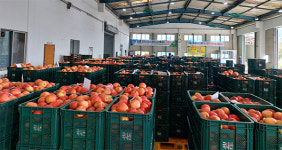 지역농산물 유통구조 이끌어가는 품목농협 - 거창사과원예농협