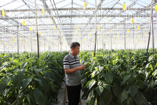 박중묵 창원원예농협 조합원(가고파수출영농조합법인 이사)