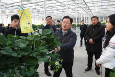 농진청, 전북 김제 시설 감자·딸기 겨울철 생육 점검