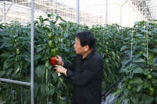 성재관(진주원예농협 조합원) - 기후·비용·수출 위축 삼중고