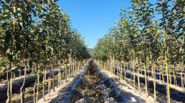 지역경제 선도하는 품목농협 - 대경사과원예농협