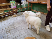 이런 것도 해볼 수 있어?!…요즘 홍대 사람 몰릴 만하네