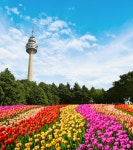 이랜드 이월드, 튤립트래블 개최...100만송이 규모의 튤립가든 축제