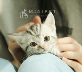 고양이 분양 전문업체 부천 미니펫이 전하는 올바른 분양 노하우