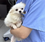 돌봄동물의료센터, 불법 번식장 강아지 치료 재능기부 활동 전개