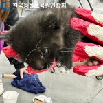 한국동물보육원연합회, 고양이. 강아지구조 요청시 이것 없는 단체 권장