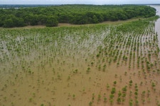 SK이노의 맹그로브 숲 복원…베트남 짜빈 성 인근 번 섬서 올해 첫 식수 펼쳐