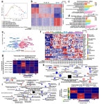 KAIST-연세대-제이디바이오사이언스-한미약품, 지방간 치료제 개발에 최적화된 동물모델 개발