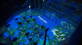 NHN벅스, 스타벅스 더춘천의암호R점에 에센셜 활용한 미디어 아트 제공