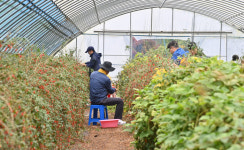충남도 공보관실 직원들, 사고로 어려움 겪는 청양 구기자 농가 수확 지원