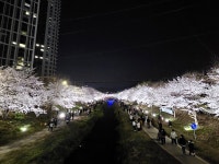 천안시, 원성천·천안천 벚꽃길 야간 경관조명 운영