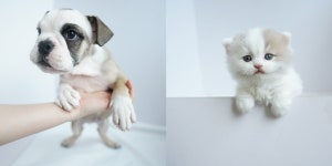 프리미엄 애견샵 미유펫 강아지분양 시 최대 85% 할인이벤트 실시