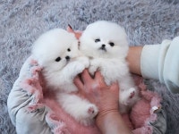 강아지분양샵 스타일독앤캣, 분양 서비스 제공