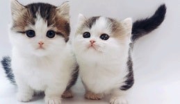 고양이분양샵 제나캣, 전국 홈 딜리버리 서비스 실시