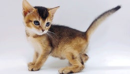 고양이분양샵 제나캣, 각종 프로모션 진행