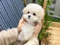 의정부 강아지 분양샵 올독 홈딜리버리 서비스 실시