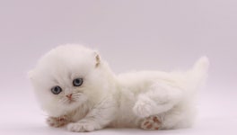 고양이분양샵 제나캣, 다품종 고양이 분양 프로모션 진행