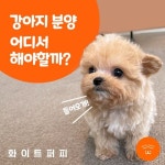 강아지분양 전문 화이트퍼피 맞춤형 켄넬 분양 진행