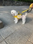 강아지분양 전문 화이트퍼피 맞춤형 켄넬 분양 진행