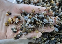 경기도 풍요로운 경기바다 만들기···· 갯지렁이 등 3품종 355만 마리 방류