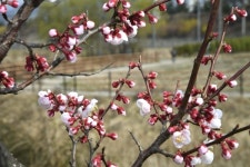 갯골생태공원에 핀 봄꽃