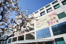 시흥시청에 피어난 운용매 꽃망울··· 봄·봄·봄!