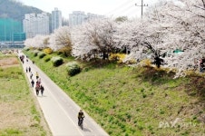안양시, 충훈벚꽃길 만개...주말 나들이 즐겨요