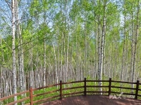 산림청, 가족과 함께 인제 자작나무숲으로