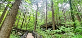 청정 숲에서 산책하며 힐링하세요