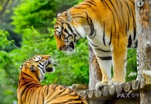 백두산호랑이 태범·무궁의 5번째 생일잔치에 초대합니다