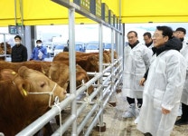 강진군, 구제역 영향으로 일시 폐쇄한, 가축시장 재개장, 축산농가 숨통