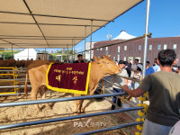 가평군, 경기도 한우경진대회서 축산 저력 과시