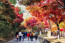 만추의 계절, 전남 순천 송광사 담양관방제림 백양사 단풍길 구례 지리산 피아골이 단풍으로 곱게 물들어 가요.