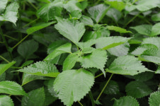 영광군, 노후 모시밭 생산성 향상 위한  과학적 토양관리 실천 당부 - 모시재배 기반 강화