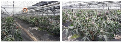 아열대 과일 애플망고 국내 첫 수확