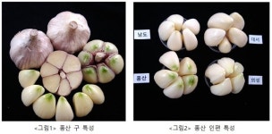 전국 재배 가능한 마늘 ‘홍산’ 우수품종상 대통령상 수상