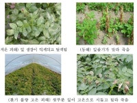 겨울철 하우스 감자재배, 1~2월에는 보온에 힘써야