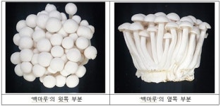 느티만가닥버섯 새 품종 ‘백마루’, 아이들 입맛에도 맞아