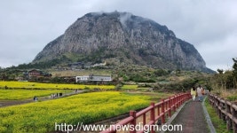 제주 산방산 유채꽃길 따라 걷다