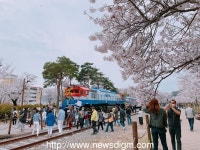 경남 진해 경화역, 설레는 봄꽃 벚꽃 만개