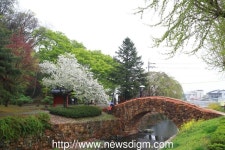 경남 창녕군 영산만년교와 수양벚꽃