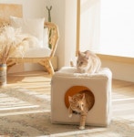 펫차일드, 냥체공학적 숨숨집 펫차일드 풀하우스 선봬