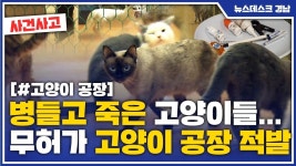 (R) 고양이 공장 적발..동물 학대*불법 의료
