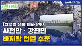 (R) 사천만 · 강진만 바지락 전멸 수준