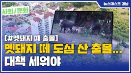 멧돼지 떼 도심 산 출몰... 대책 세워야
